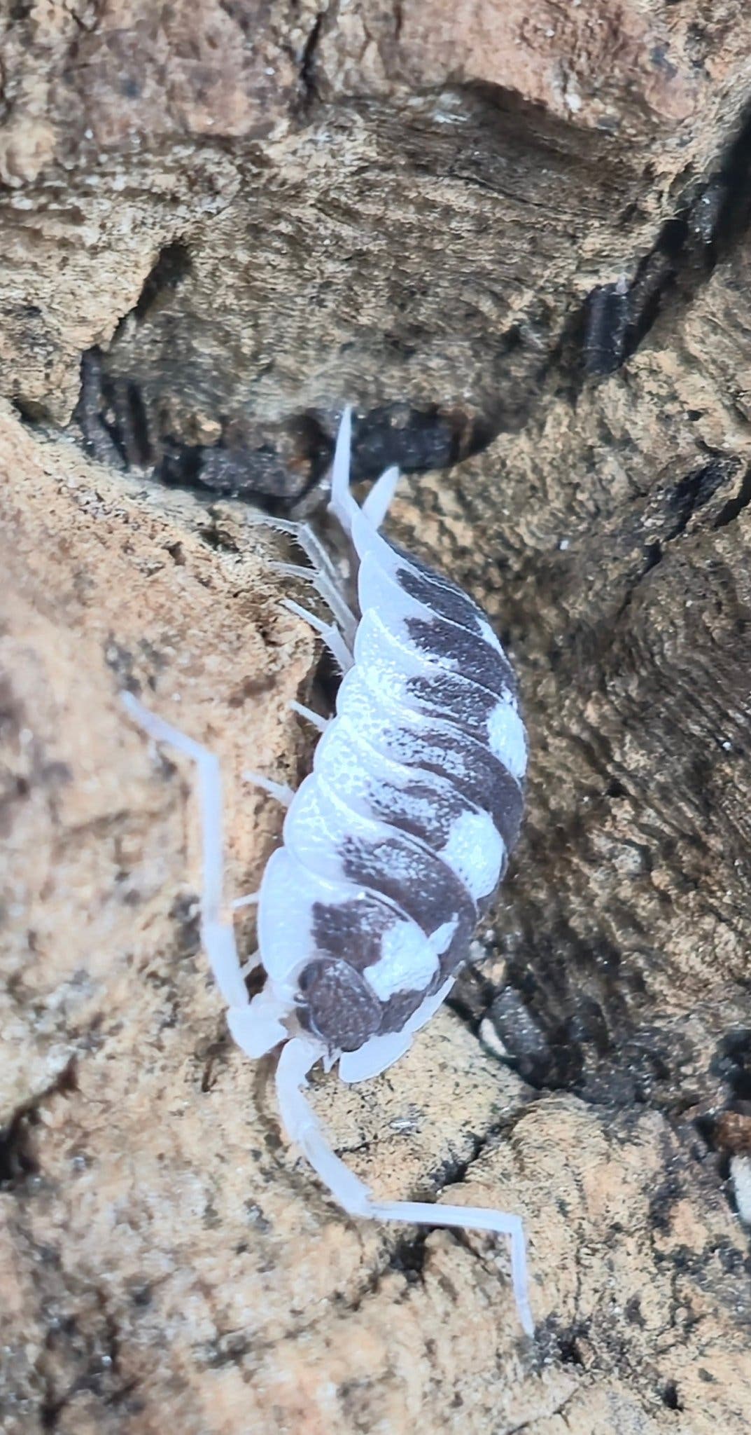 Succinctus Black Rib Isopods (Porcellio)
