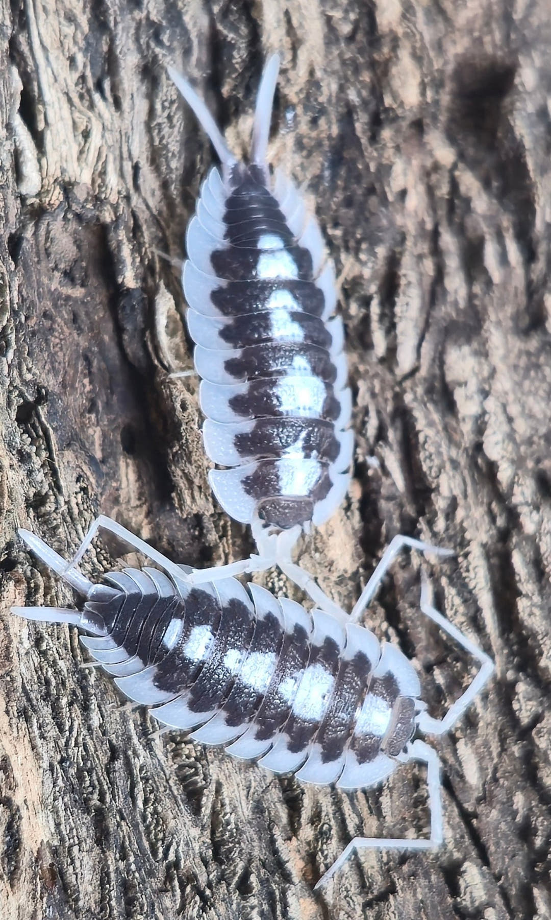 Succinctus Black Rib Isopods (Porcellio)