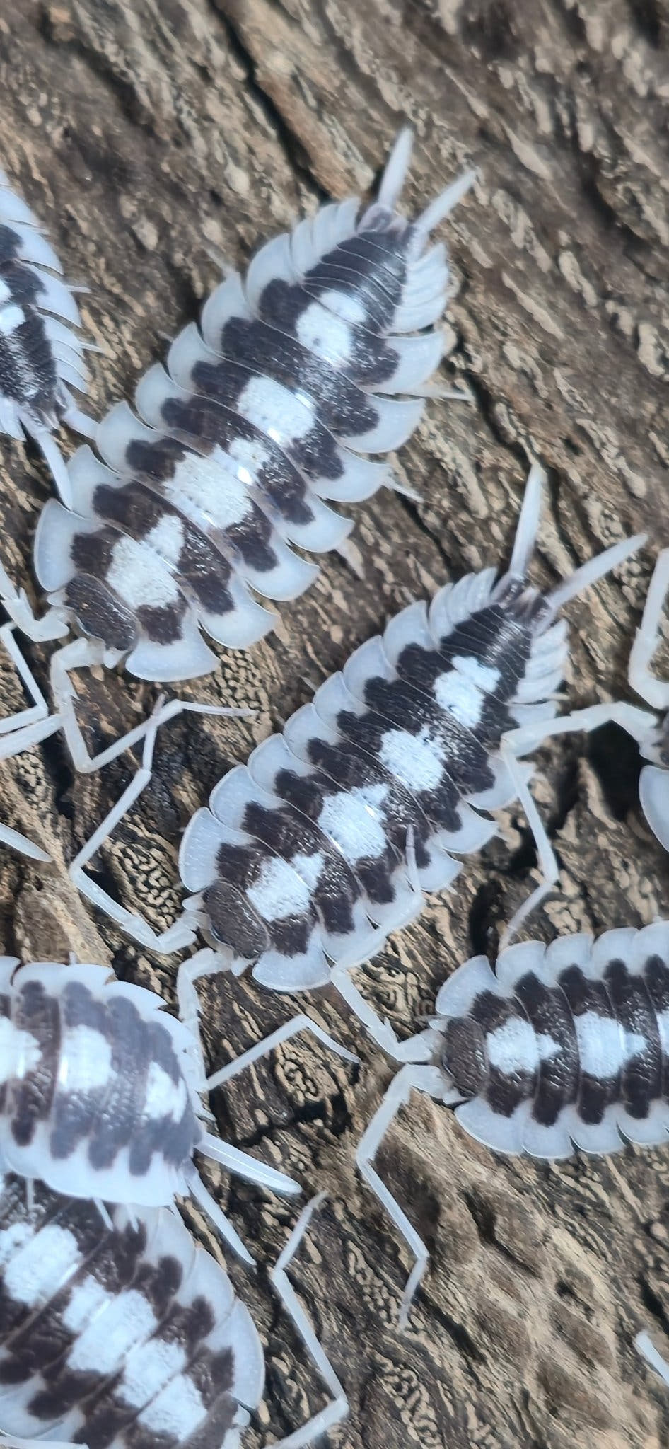 Succinctus Black Rib Isopods (Porcellio)