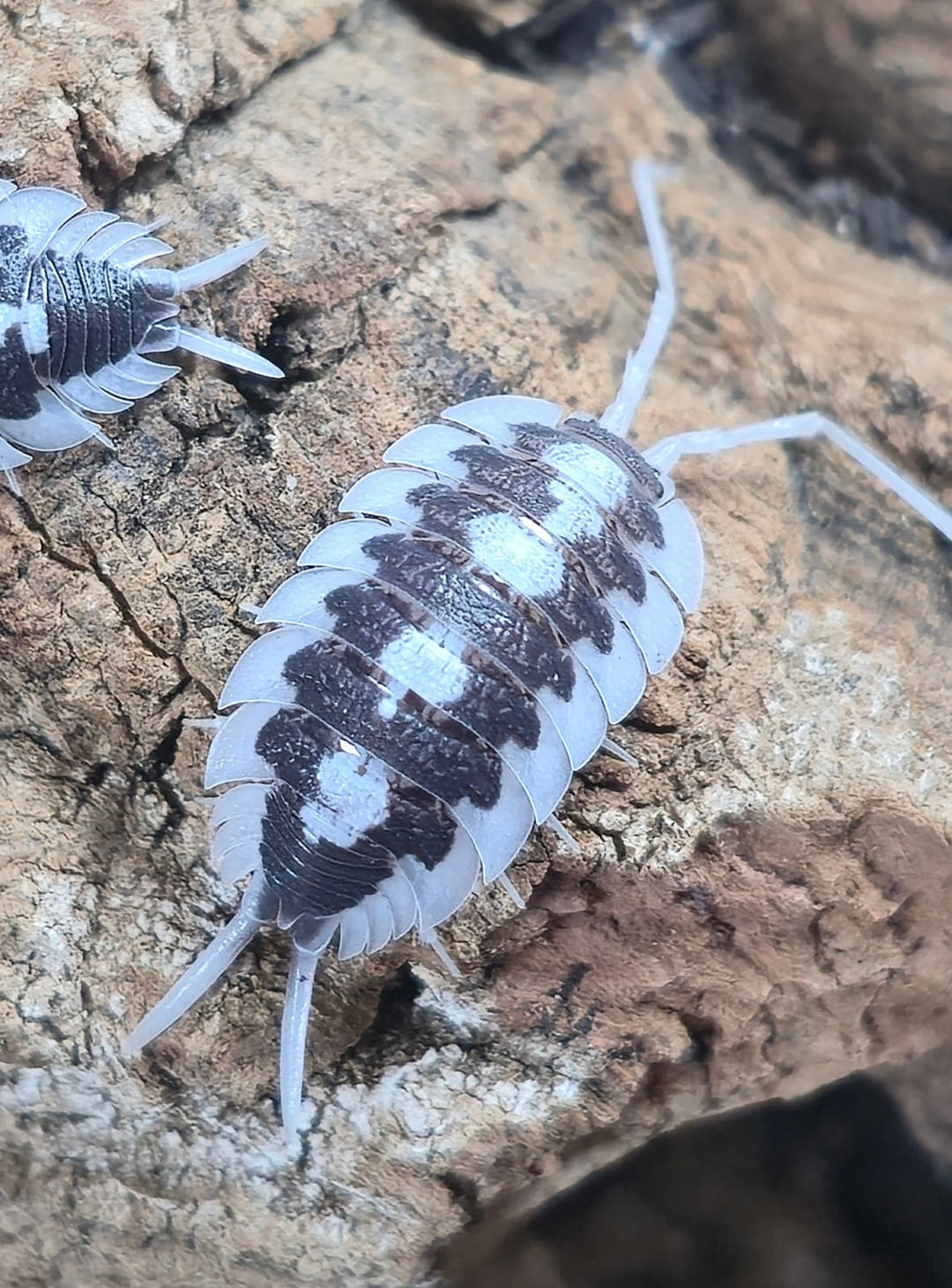 Succinctus Black Rib Isopods (Porcellio)