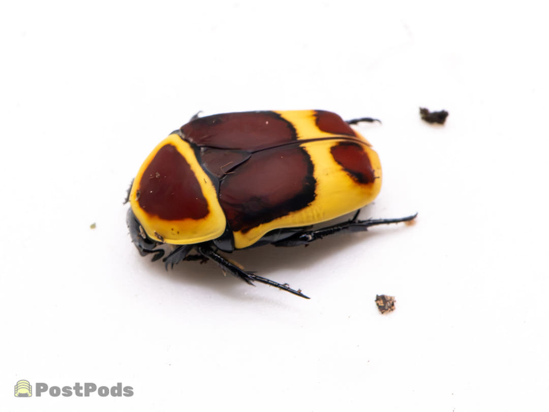 A sun beetle from the side on a white surface, head to the left, showing the chestnut-brown patches on its yellow shield and wing cases