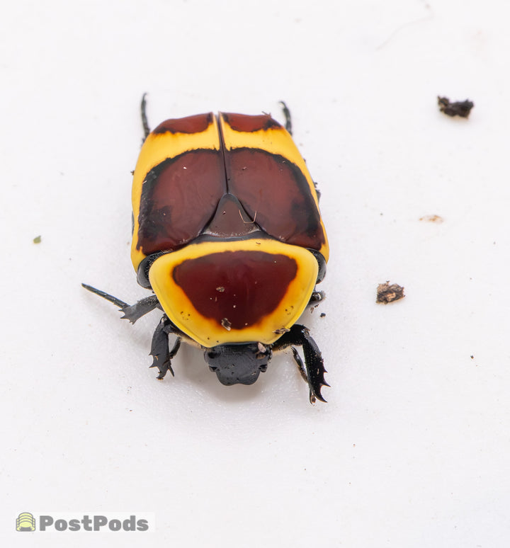 A sun beetle seen from above on a white surface, its yellow shield and wing cases marked with chestnut-brown patches