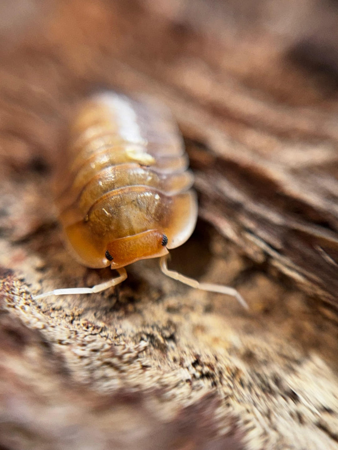 Sunset Isopods (Troglodillo)