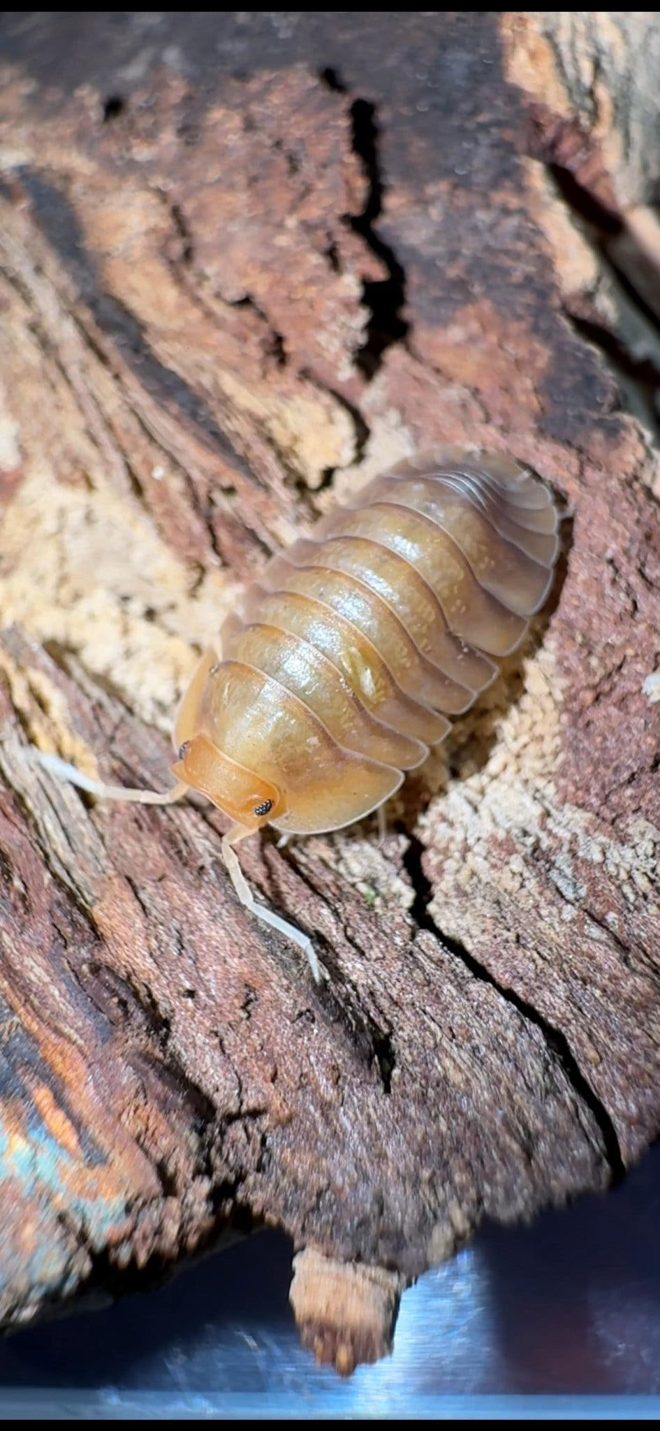 Sunset Isopods (Troglodillo)