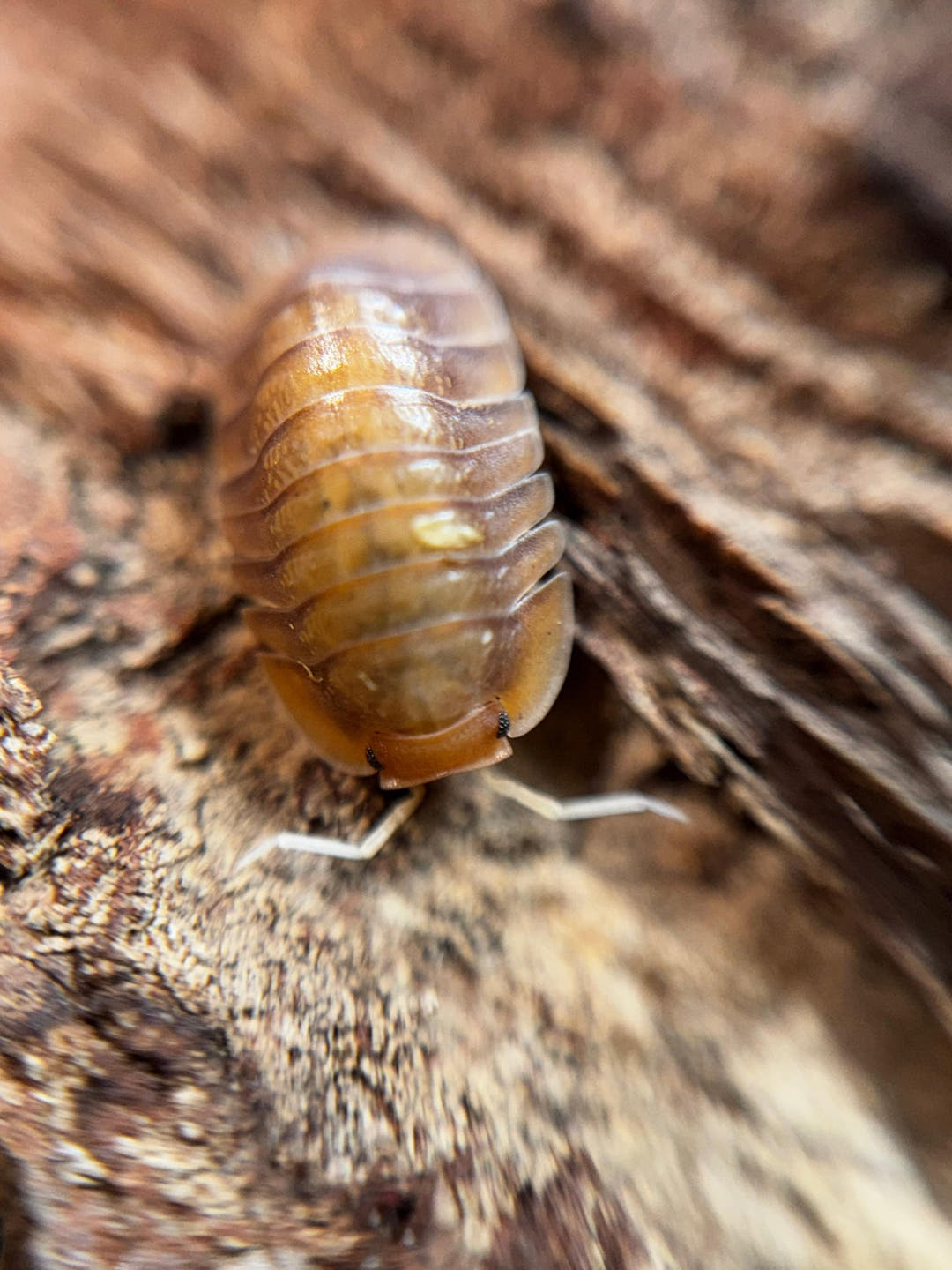 Sunset Isopods (Troglodillo)
