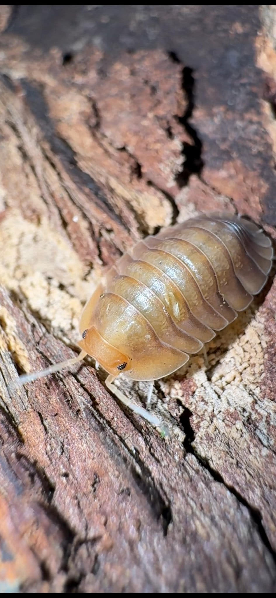 Sunset Isopods (Troglodillo)