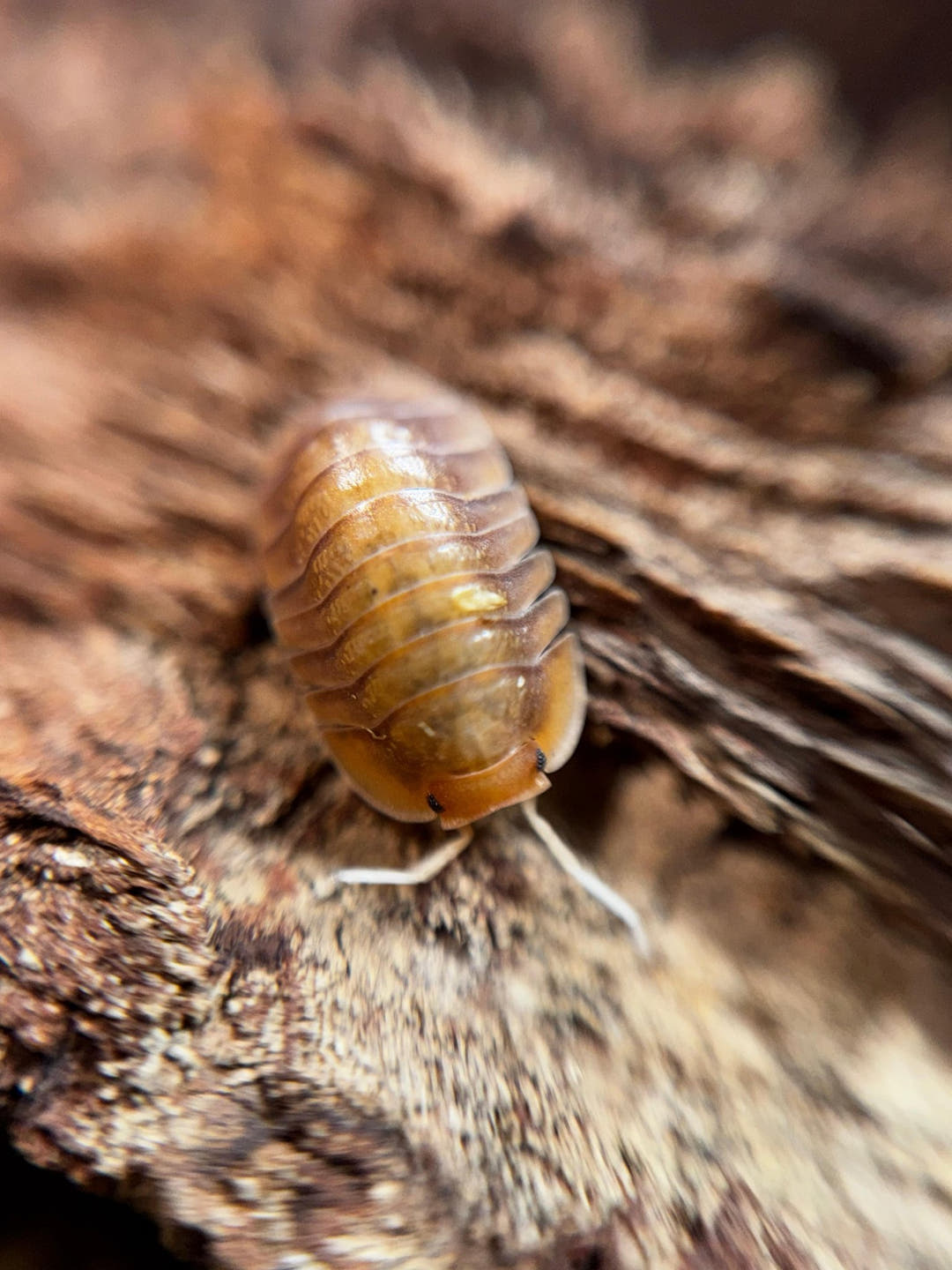 Sunset Isopods (Troglodillo)