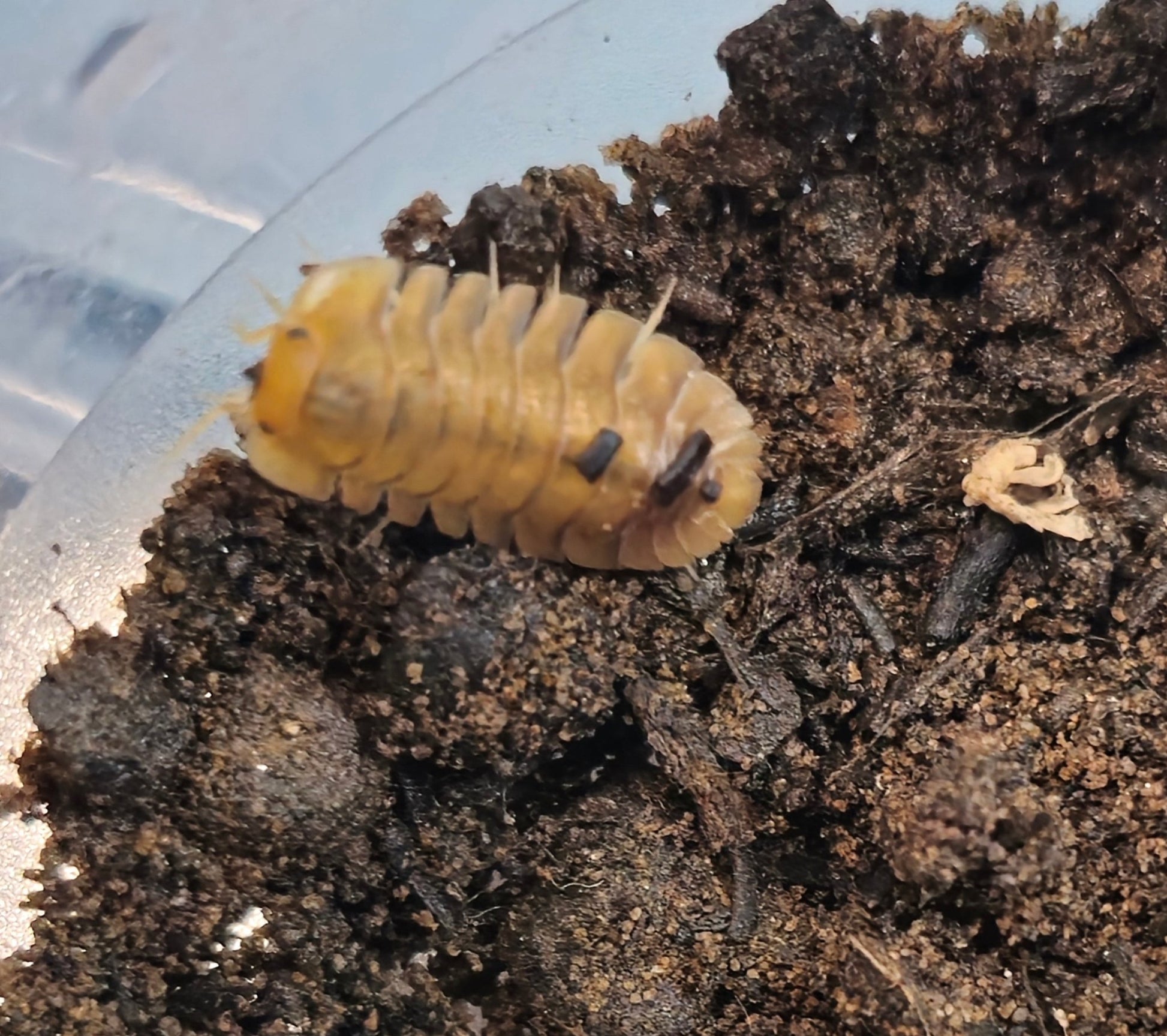 sunset isopod for sale