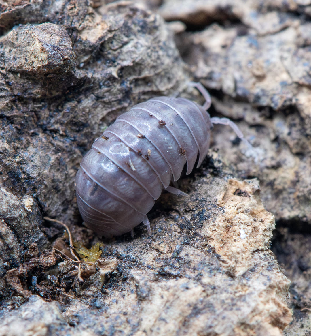 Tenerife White & Light Purple Isopods (Armadillidium sp)