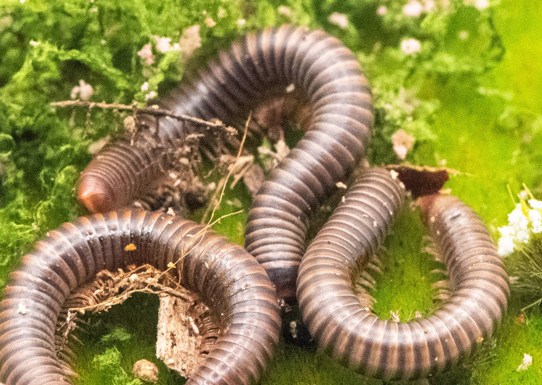 Close view of coiled Thai Rainbow millipedes on green moss, reddish body ends showing among the dark ringed coils.
