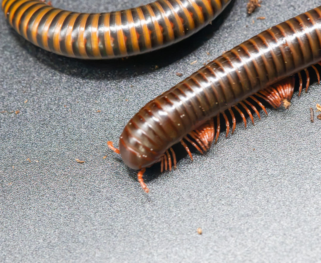 Close view of two Thai Ruby Banded millipedes on grey, dark bodies with amber bands and rows of orange-red legs.