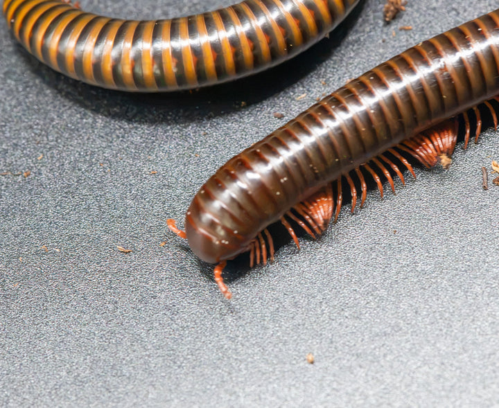 Thai Ruby Banded Millipede (Thyropygus sp.)