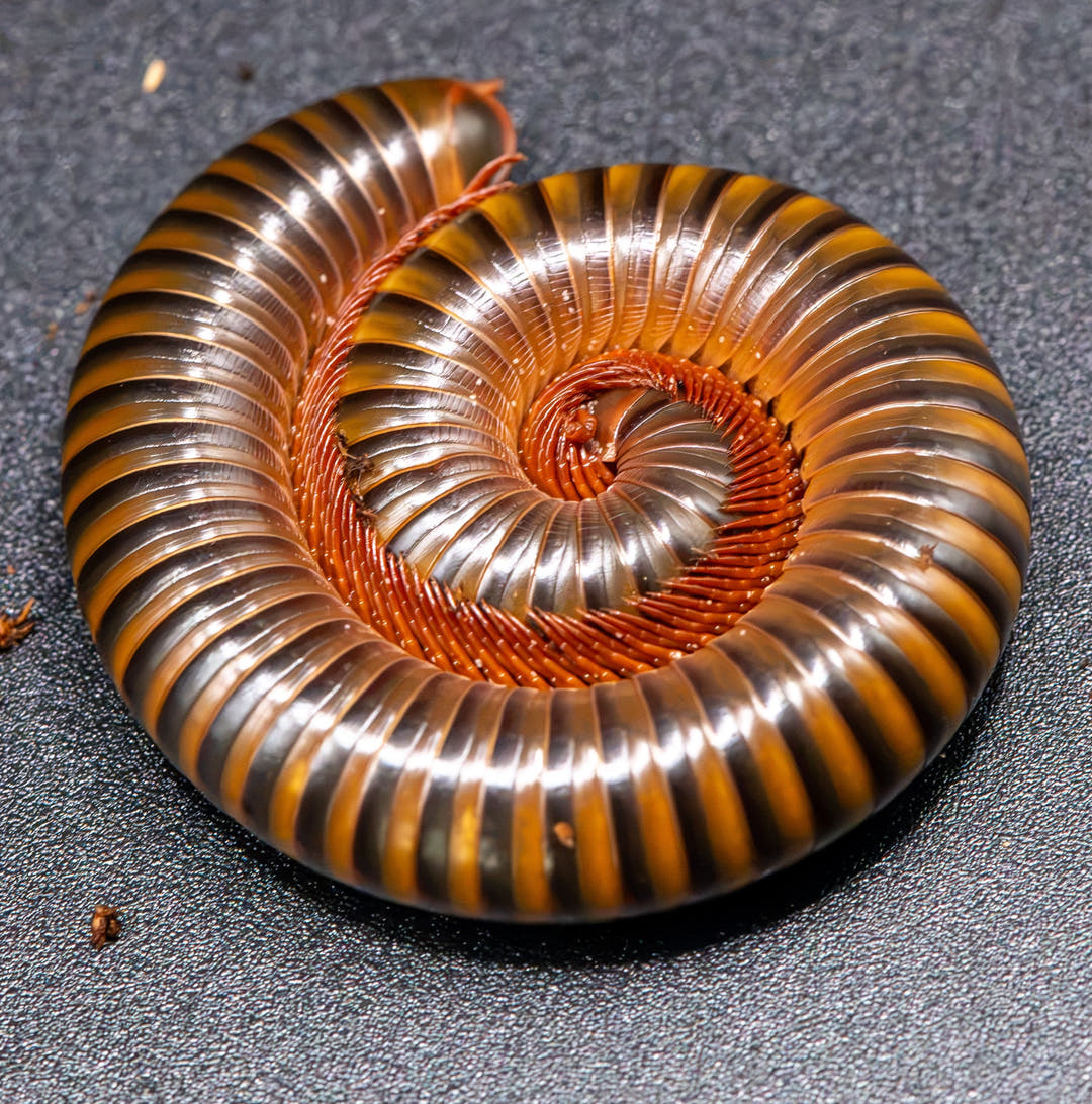 A Thai Ruby Banded millipede coiled in a flat spiral on grey, glossy dark rings banded with amber and orange legs.