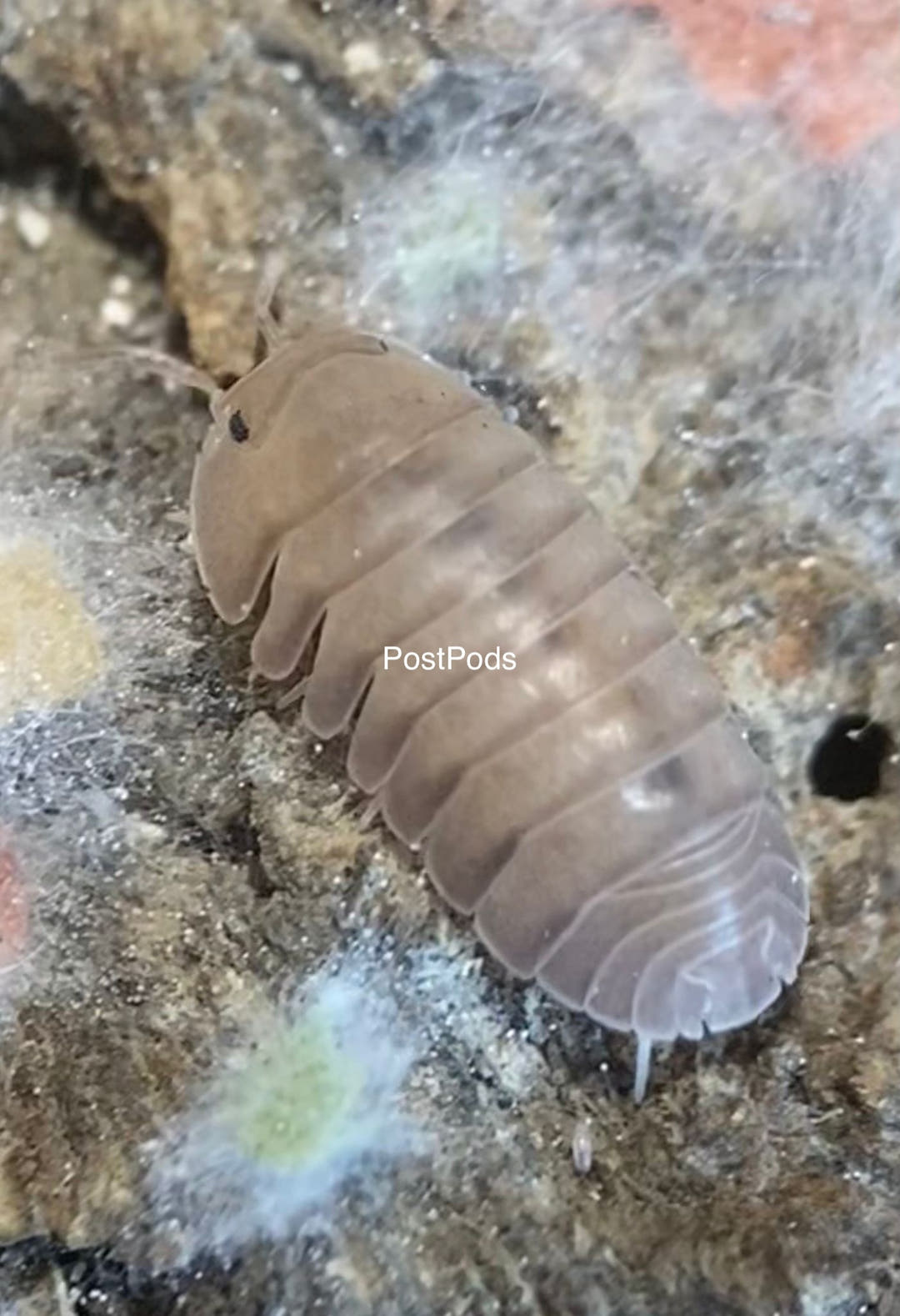 thai blue isopod