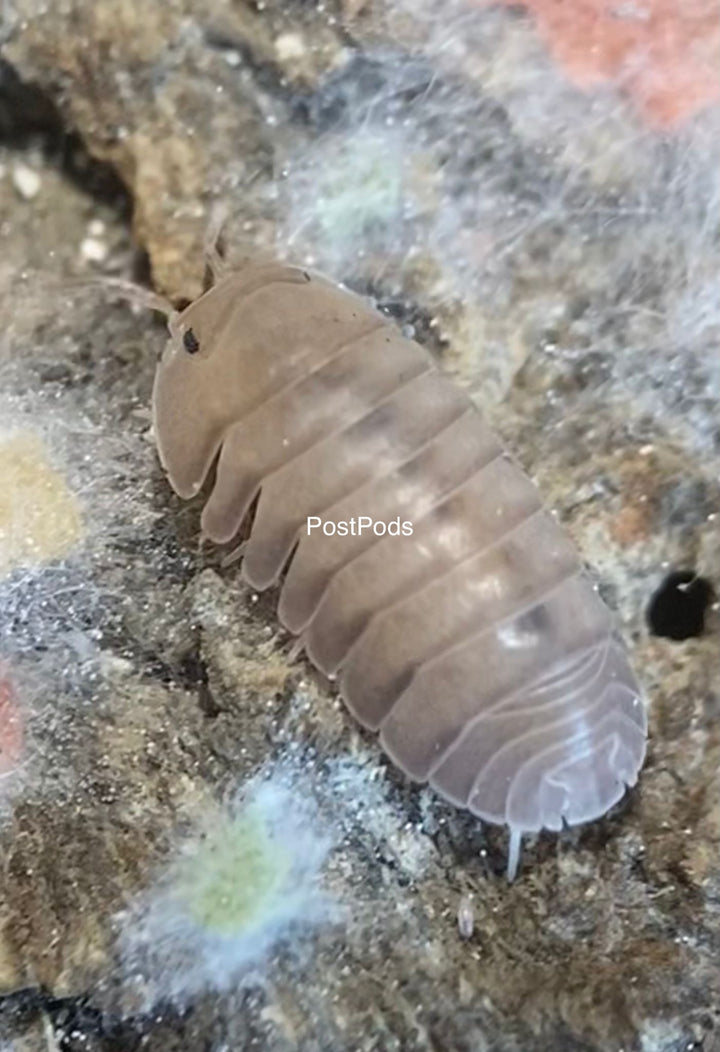 thai blue isopod