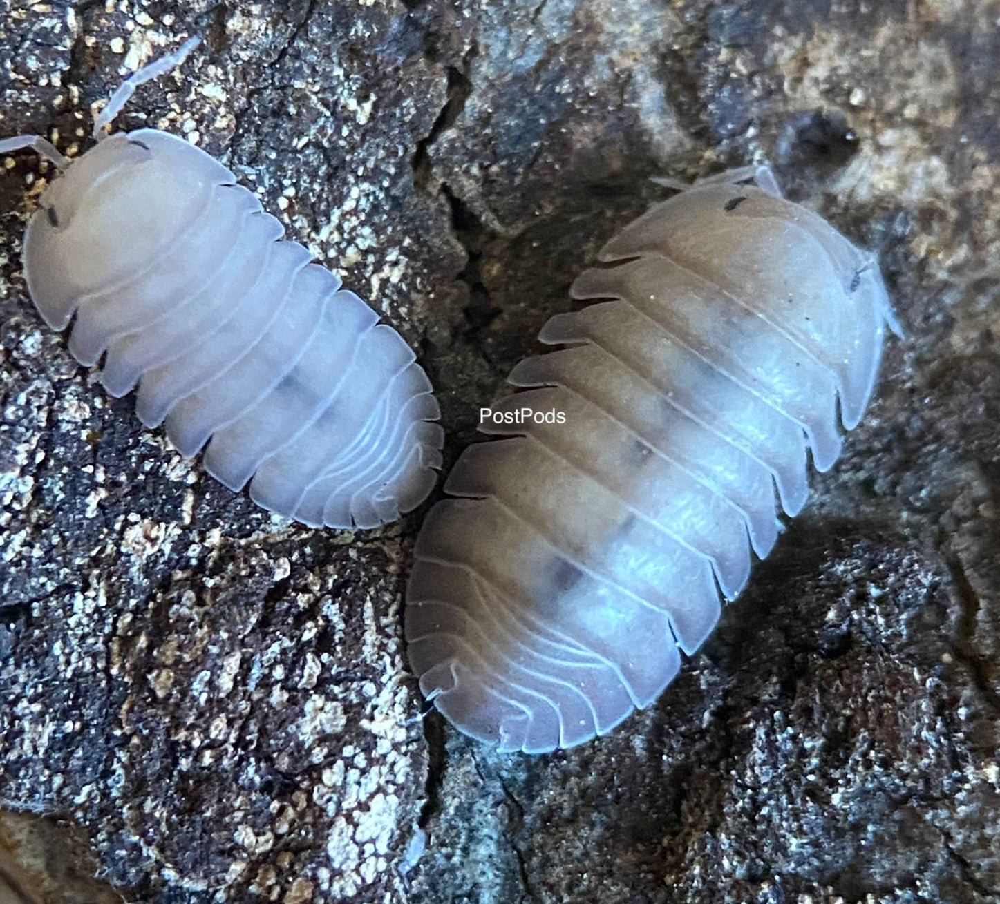 thai blue isopods