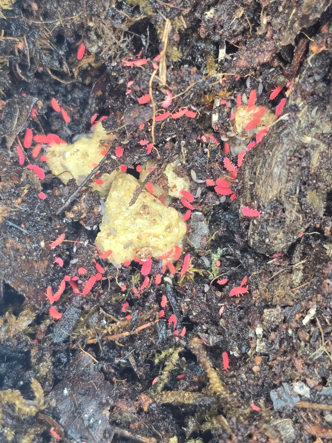 Thai red springtails
