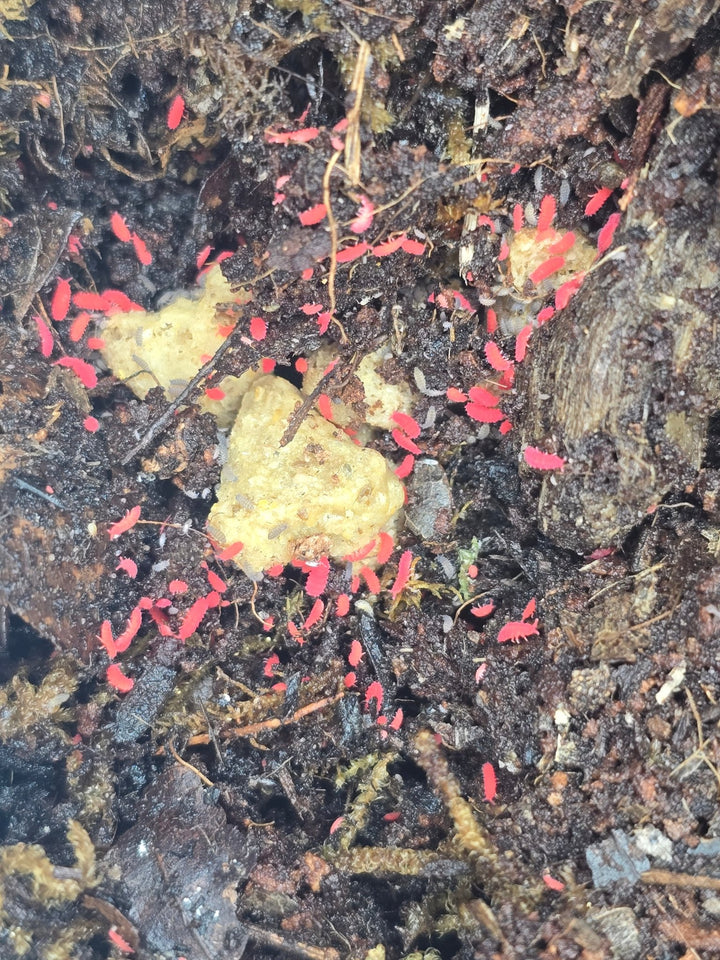 Thai red springtails