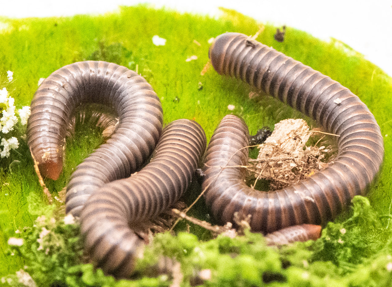 Thai Rainbow Millipede (Atopochetus Spinimargo)