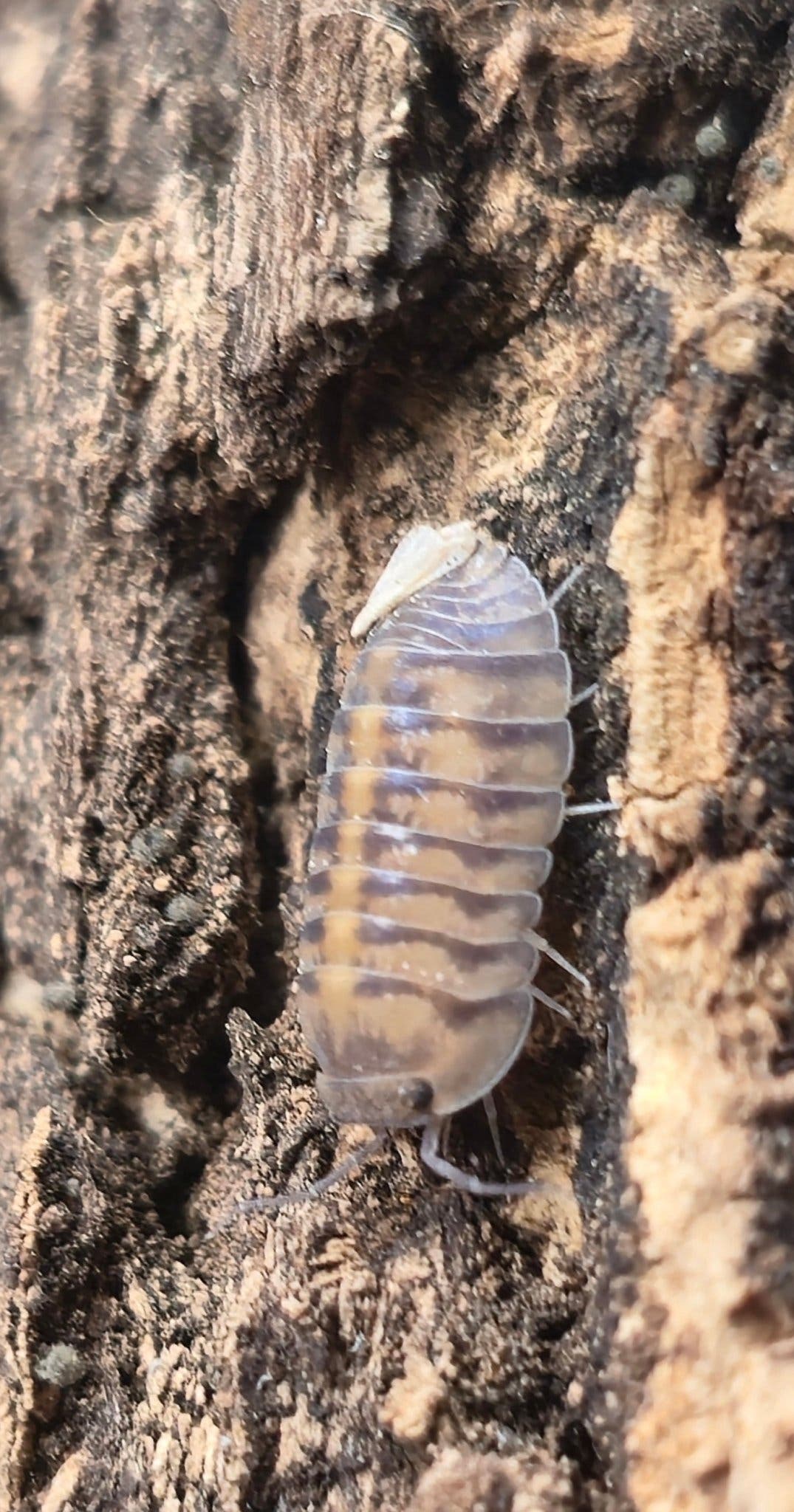Thunder Dragon Isopods (Ardentiella)