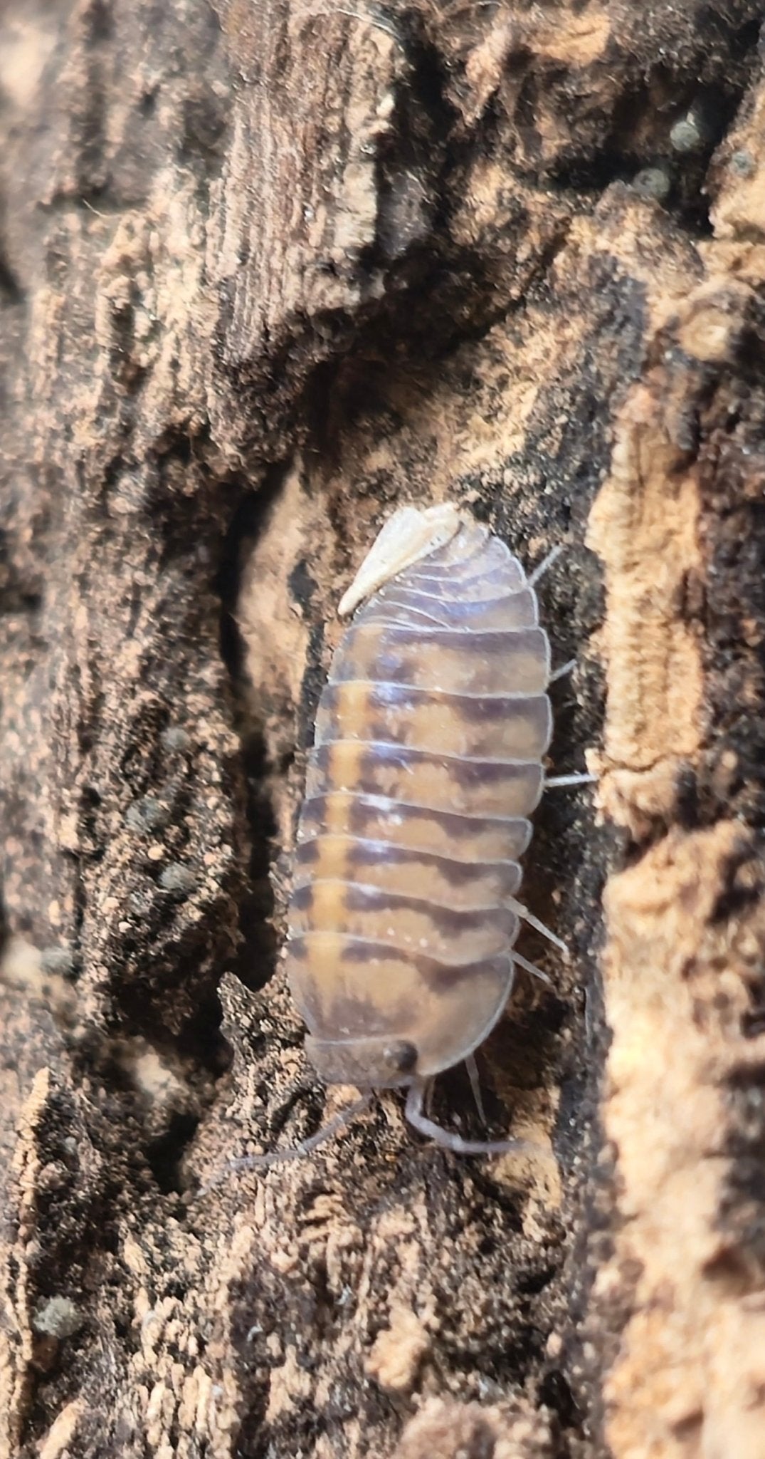 Thunder Dragon Isopods (Ardentiella)