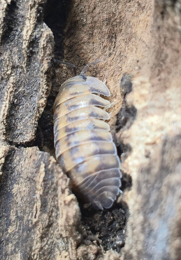 Thunder Dragon Isopods (Ardentiella)