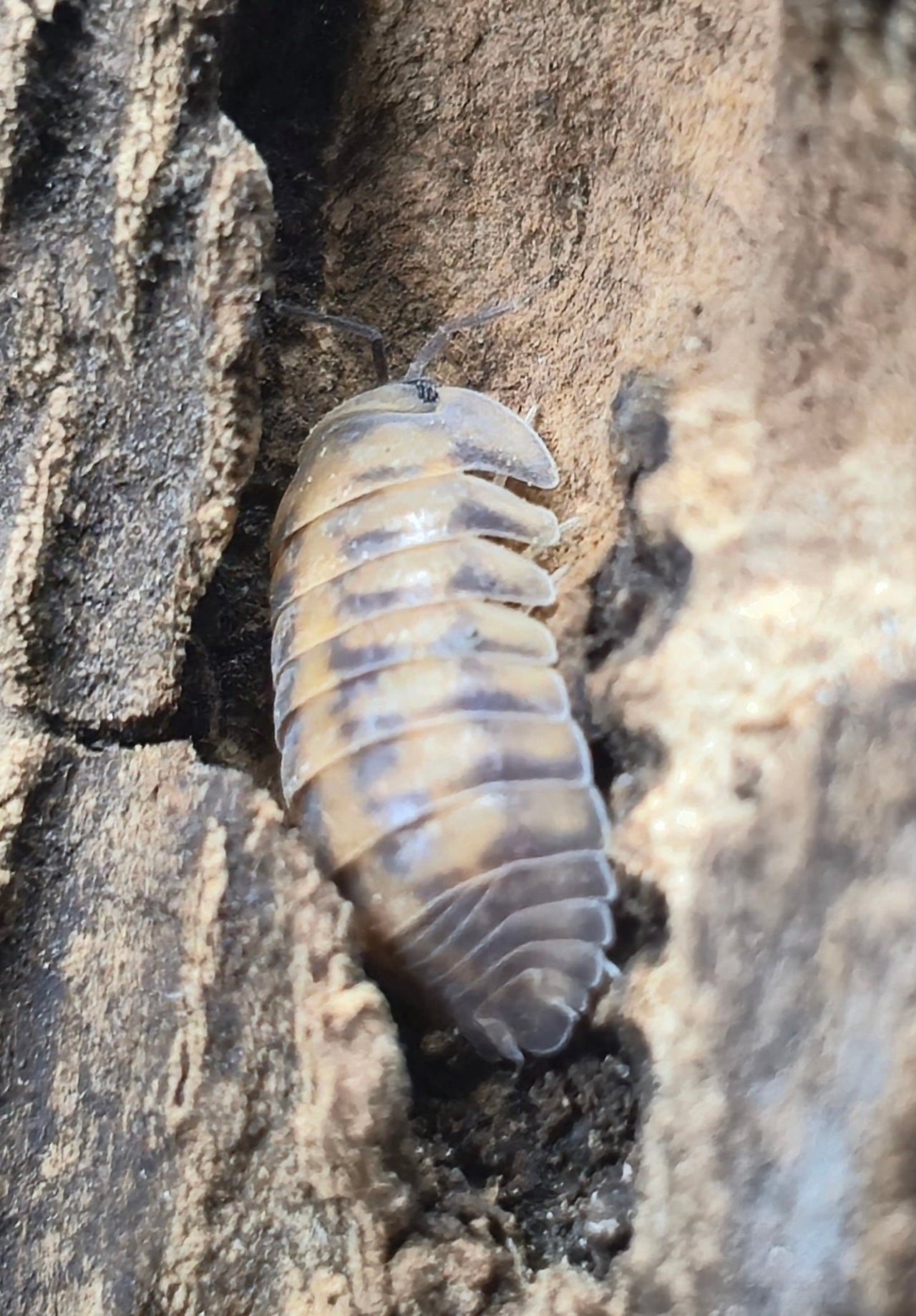 Thunder Dragon Isopods (Ardentiella)
