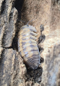 Thunder Dragon Isopods (Ardentiella)
