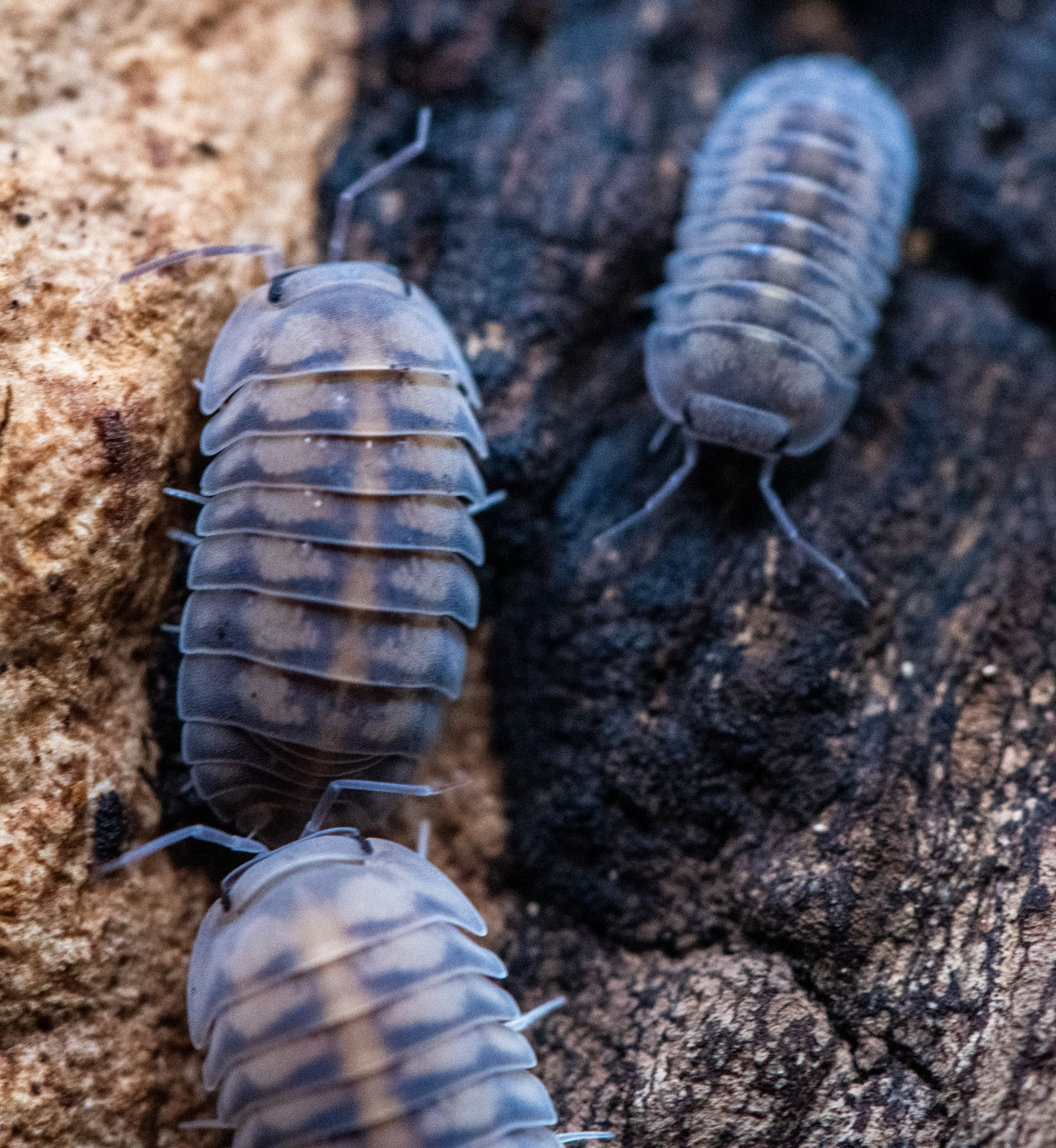 Thunder Dragon Isopods (Ardentiella)