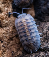 Thunder Dragon Isopods (Ardentiella)