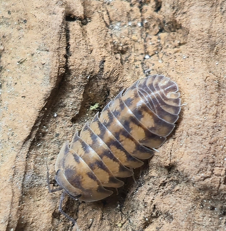 Thunder Dragon Isopods (Ardentiella)