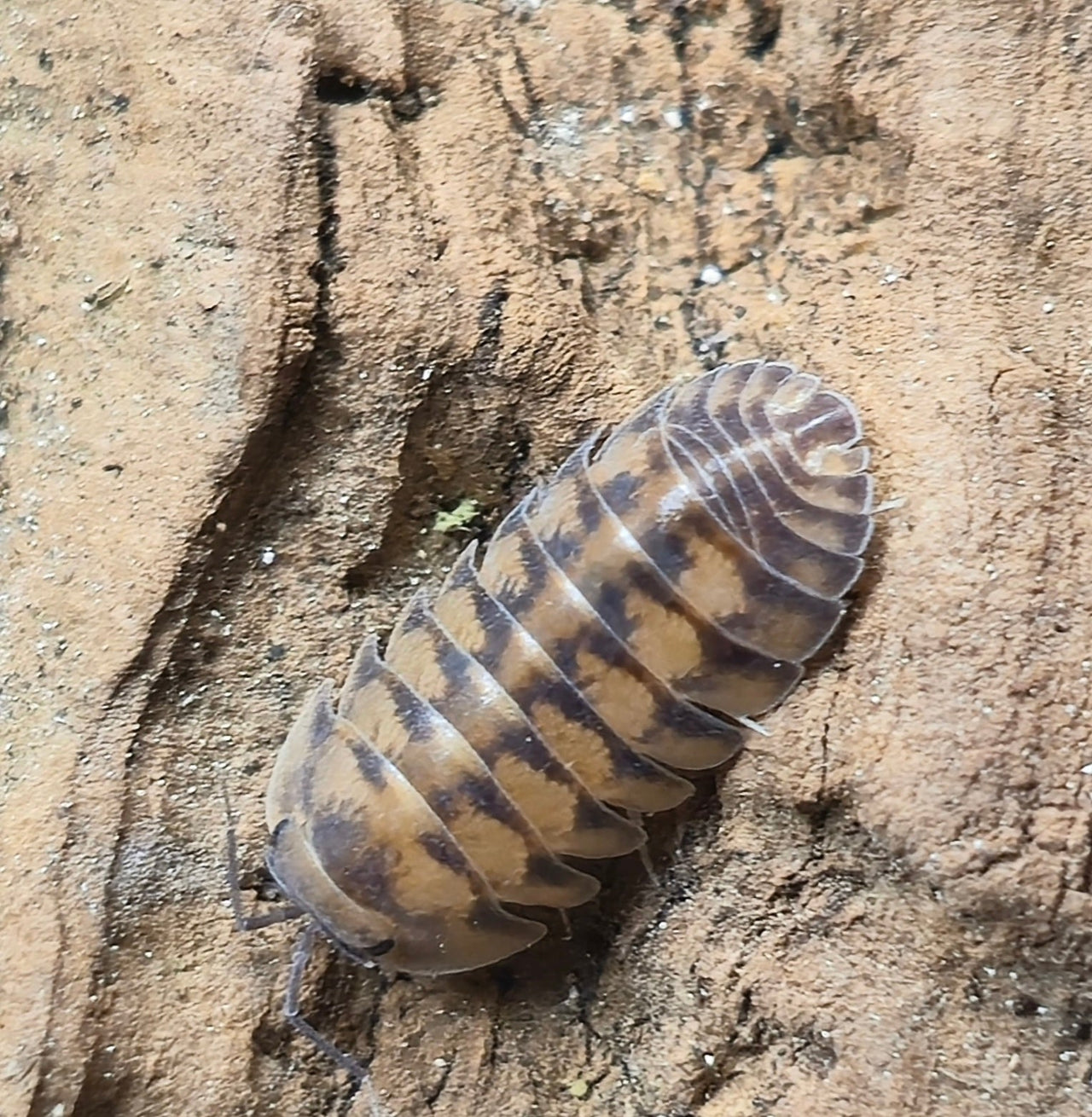 Thunder Dragon Isopods (Ardentiella)