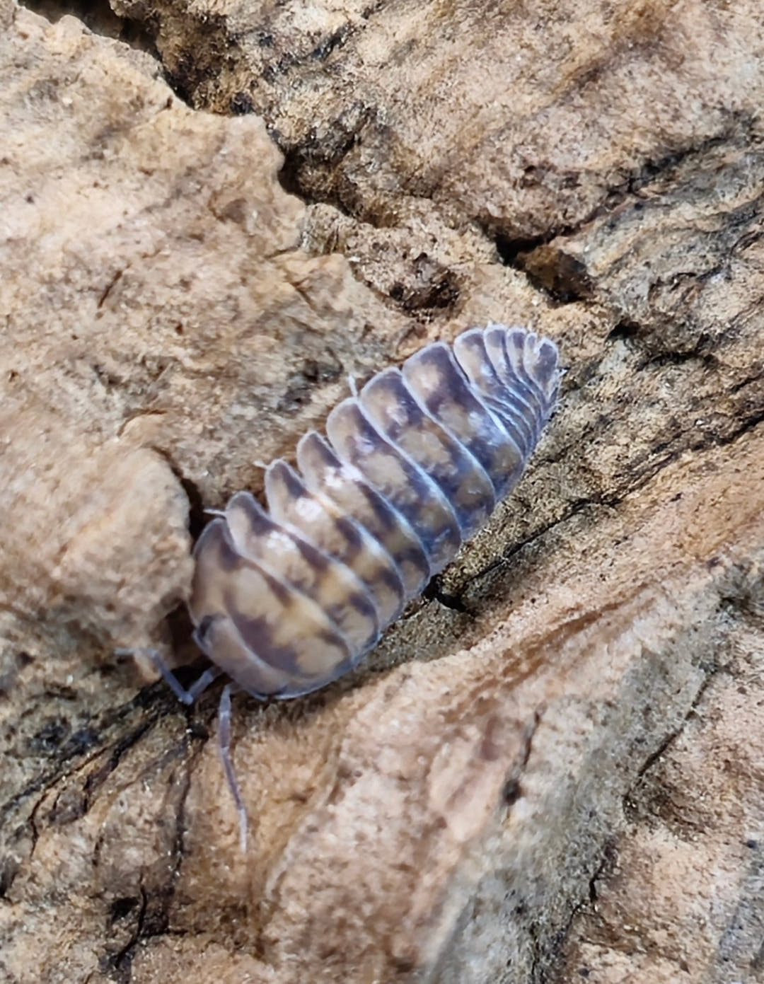Thunder Dragon Isopods (Cubaris)