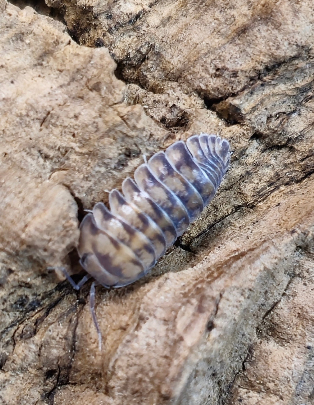Thunder Dragon Isopods (Cubaris) - Isopods For Sale UK I PostPods