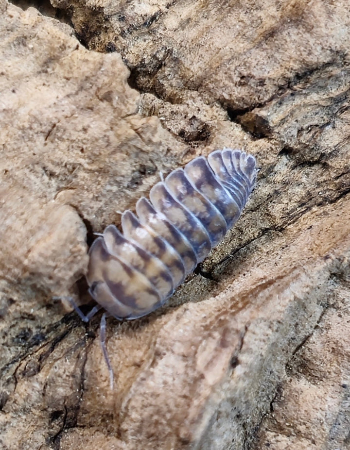 Thunder Dragon Isopods (Cubaris) - Isopods For Sale UK I PostPods