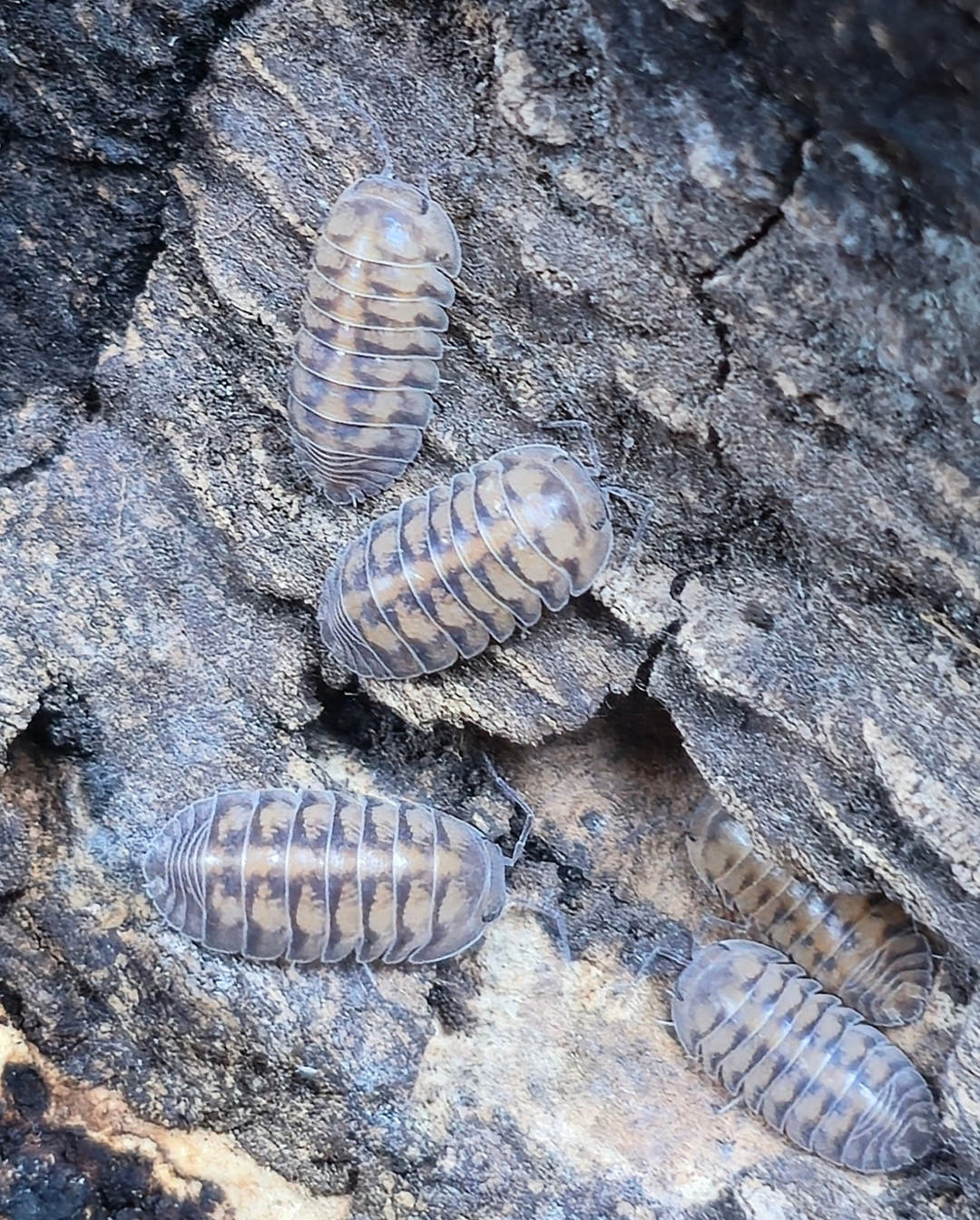 Thunder Dragon Isopods (Cubaris)