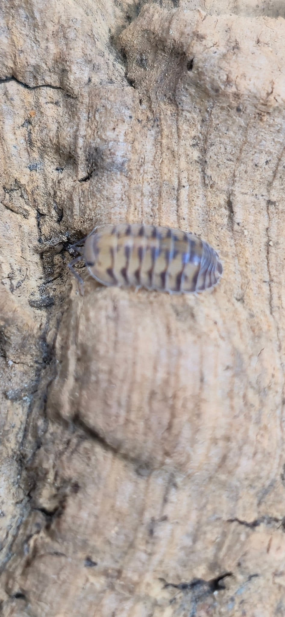 Thunder Dragon Isopods (Cubaris)