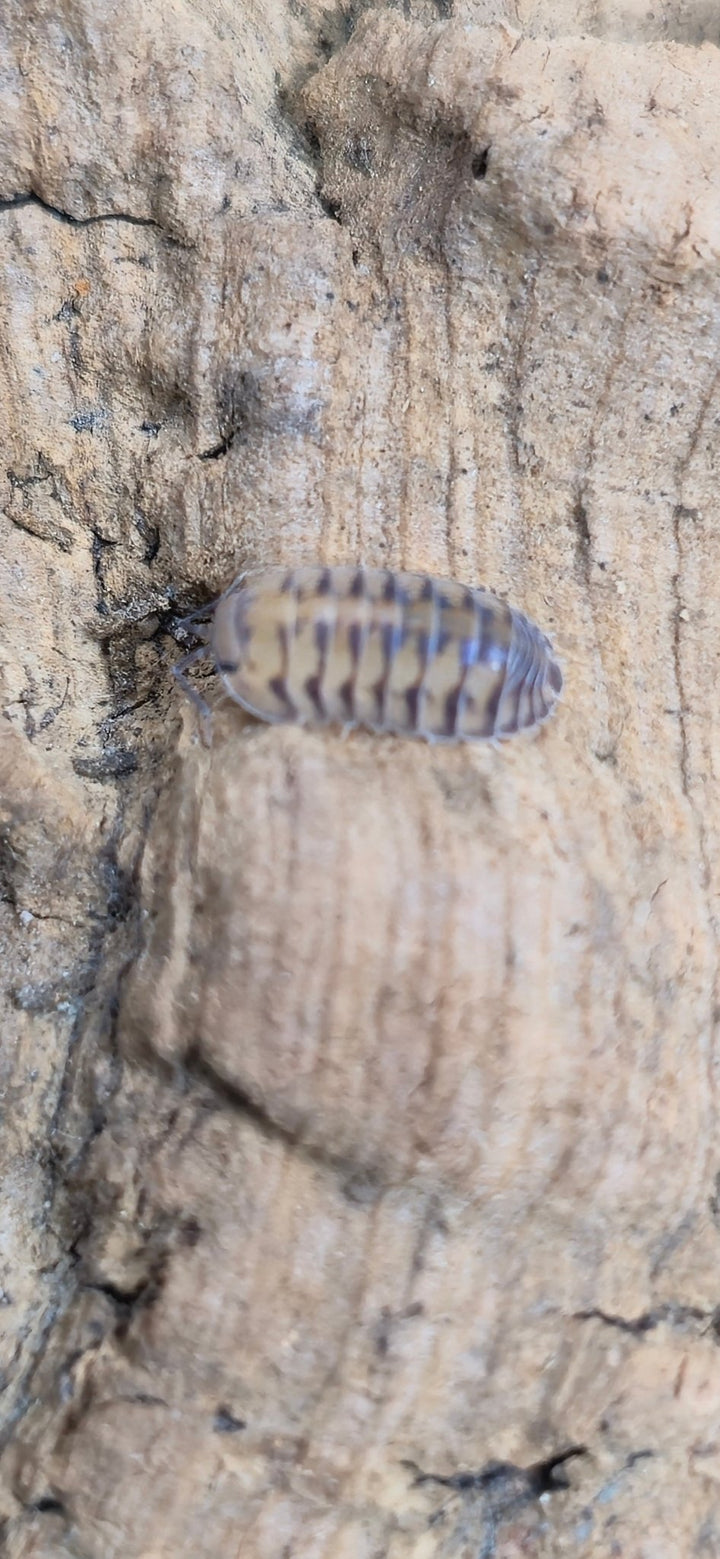 Thunder Dragon Isopods (Cubaris) - Isopods For Sale UK I PostPods
