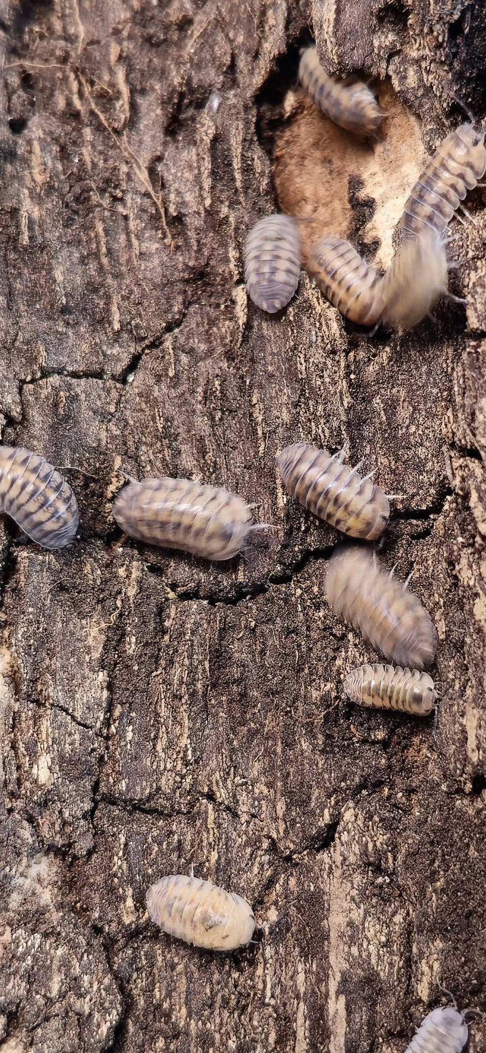 Thunder Dragon Isopods (Cubaris)