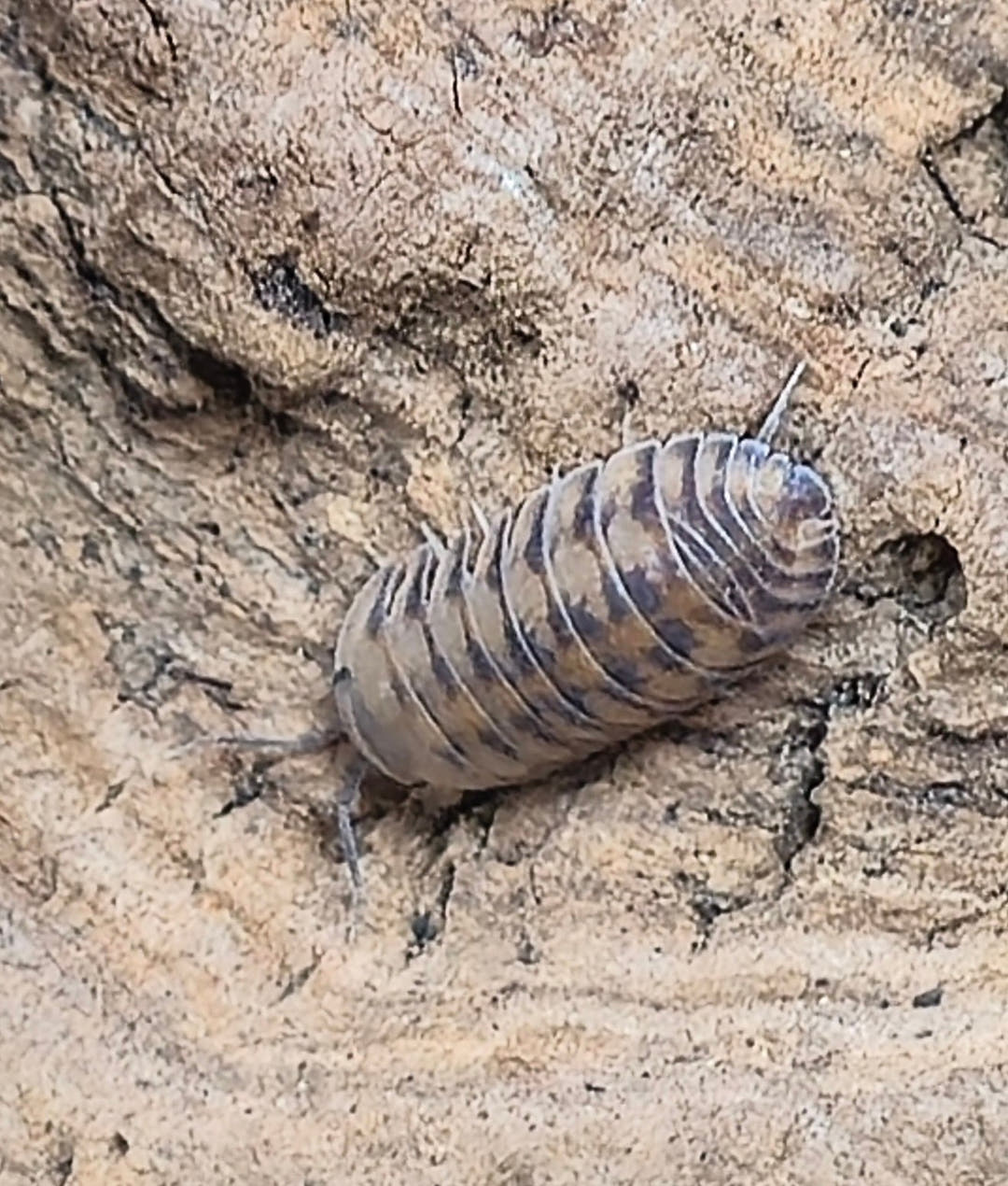 Thunder Dragon Isopods (Cubaris)