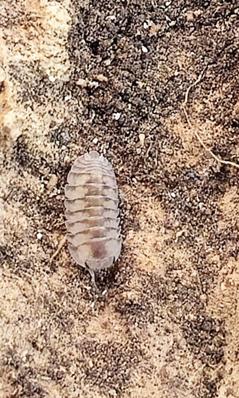 Thunder Dragon Isopods (Cubaris)
