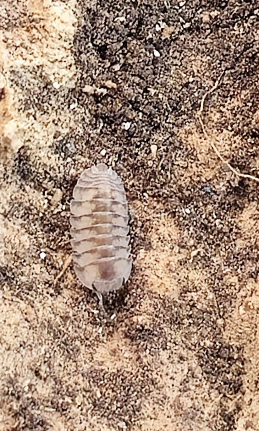 Thunder Dragon Isopods (Cubaris) - Isopods For Sale UK I PostPods