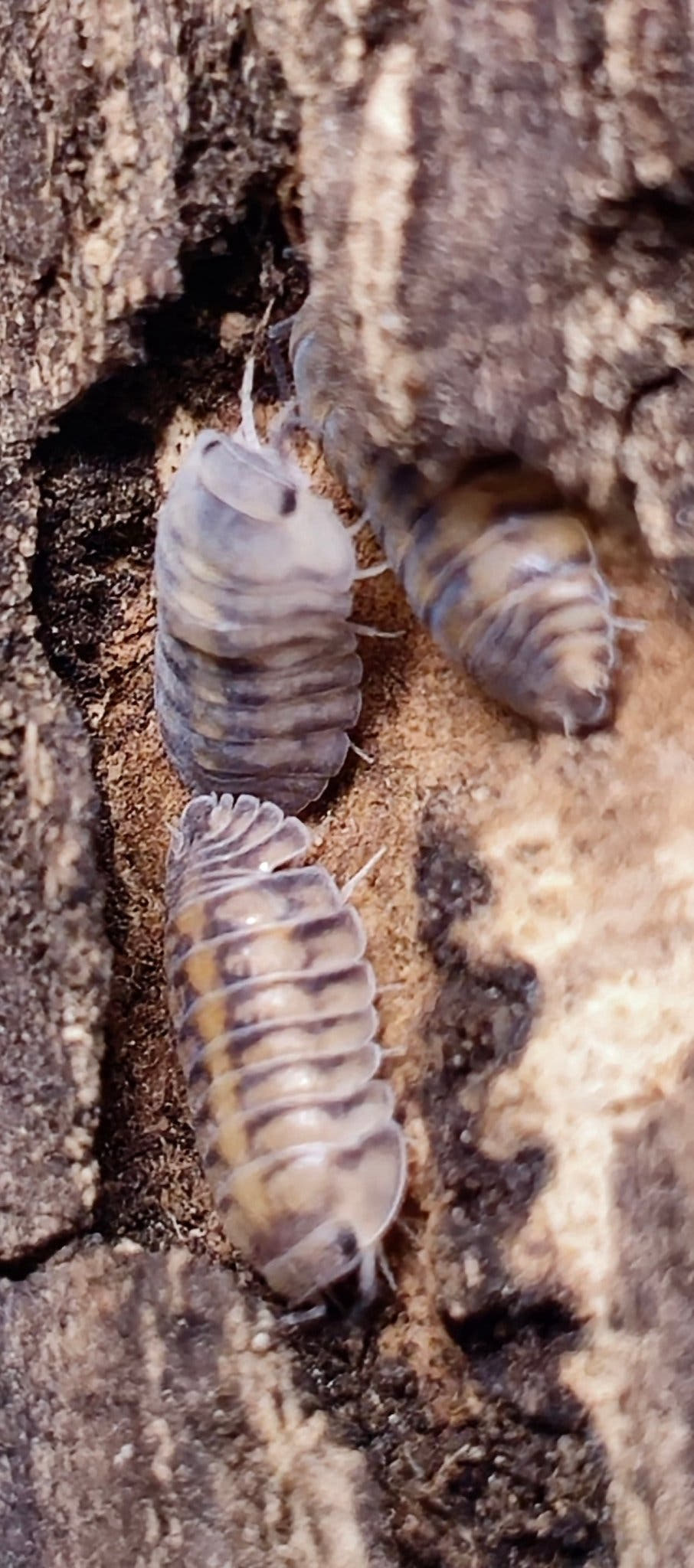 Thunder Dragon Isopods (Cubaris)