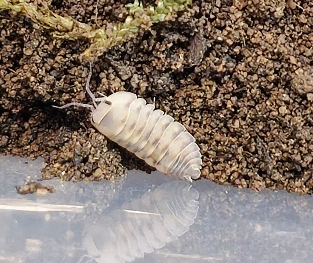 Thunder Dragon Isopods (Cubaris)