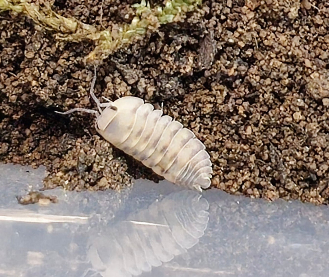 Thunder Dragon Isopods (Cubaris) - Isopods For Sale UK I PostPods