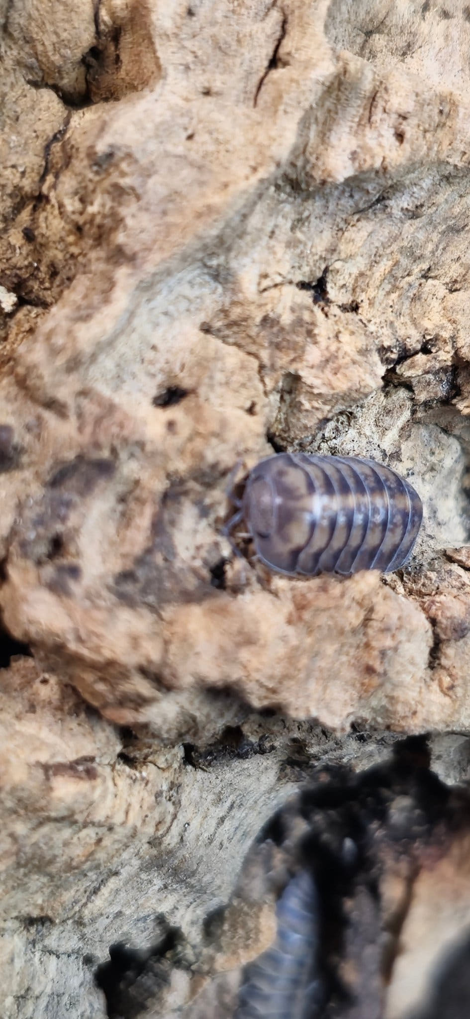 Thunder Dragon Isopods (Cubaris)
