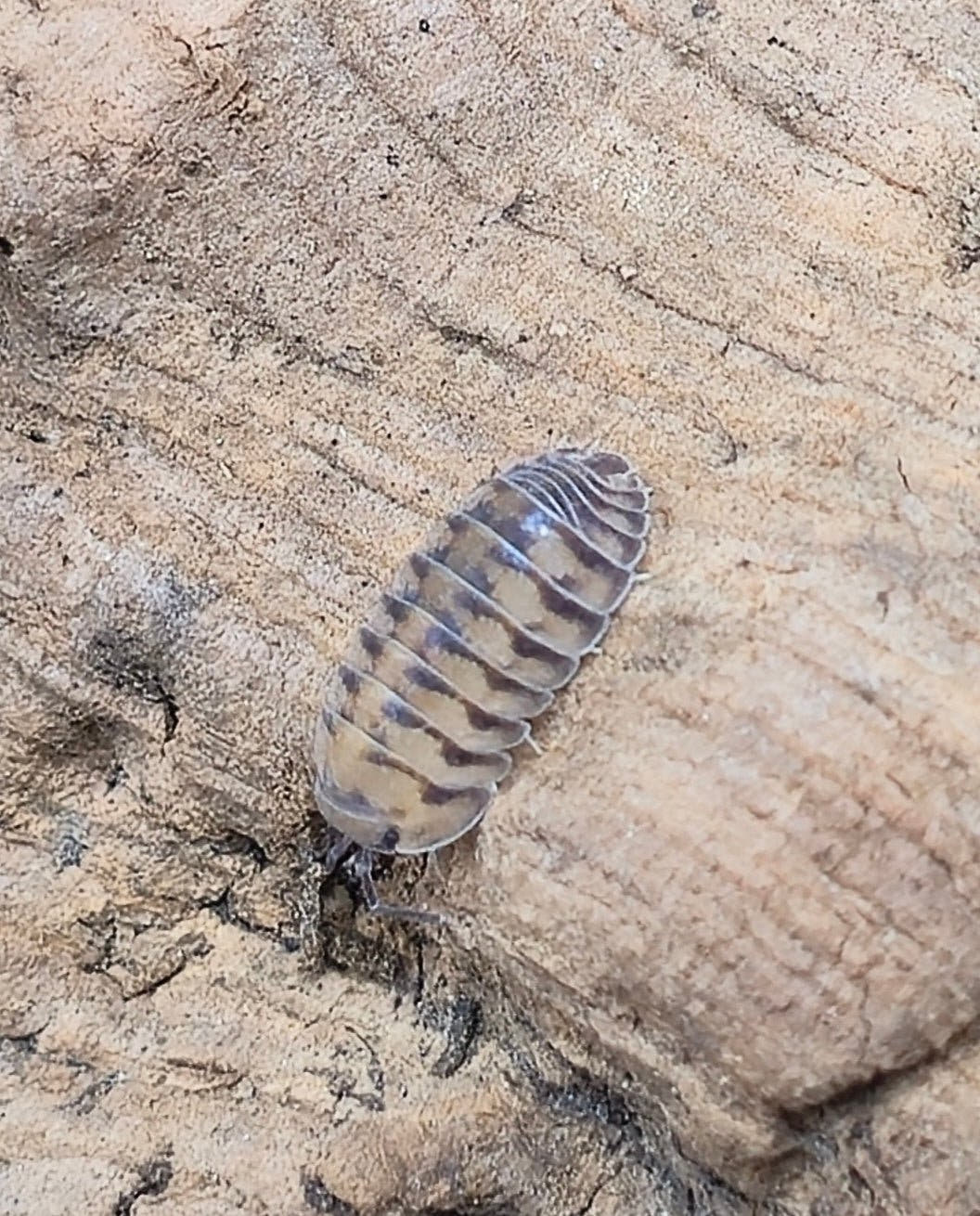 Thunder Dragon Isopods (Cubaris)