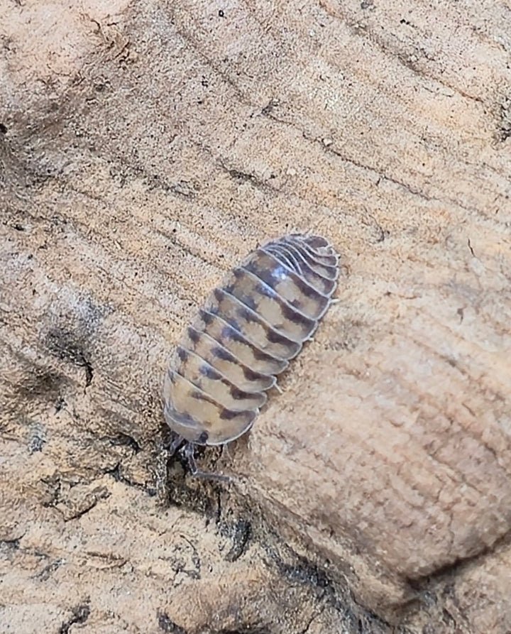 Thunder Dragon Isopods (Cubaris) - Isopods For Sale UK I PostPods