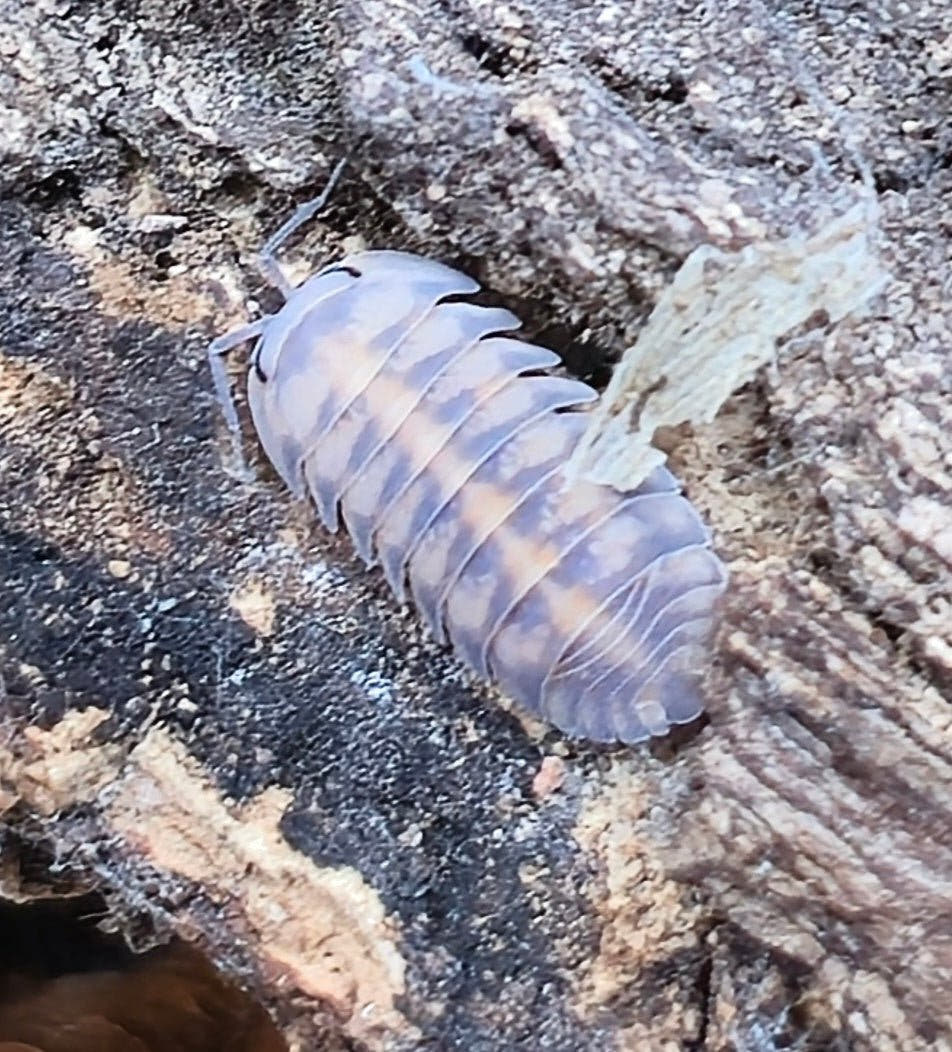 Thunder Dragon Isopods (Cubaris)