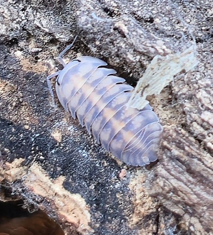Thunder Dragon Isopods (Cubaris) - Isopods For Sale UK I PostPods